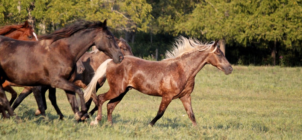 Hope Springs Farm | Home of the Rocky Mountain Horse